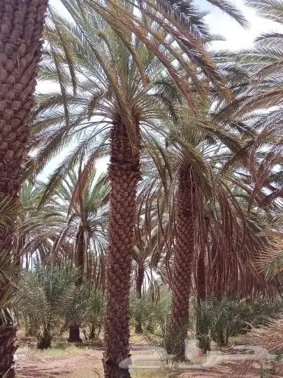 نخل من اصغر حجم لا اكبر حجم لا 7متر 4