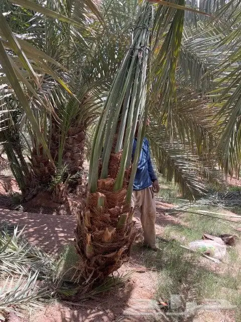 نخيل مثمر بجميع أنواعها اخلاص برحي سكري صقعي مجدول وجميع أنو 1
