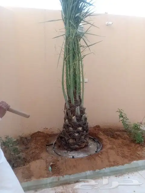 نخل من اصغر حجم لا اكبر حجم لا 7متر 1