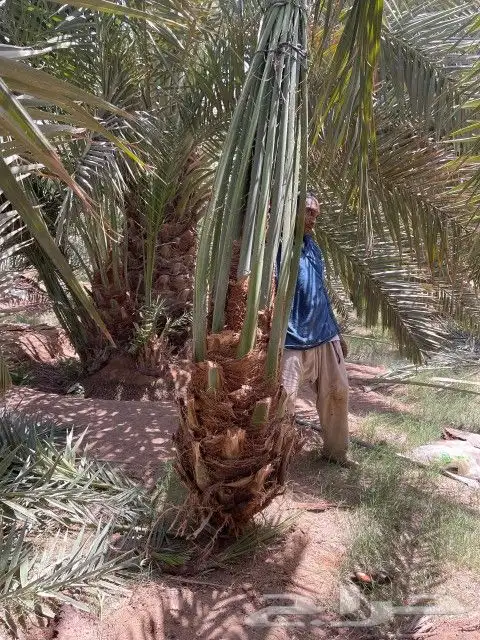 نخيل مثمر بجميع أنواعها اخلاص برحي سكري صقعي مجدول وجميع أنو 2