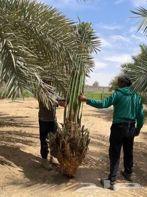 نخيل مثمر بجميع أنواعها اخلاص برحي سكري صقعي مجدول وجميع أنو 5