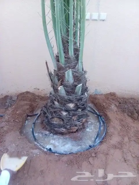 نخل من اصغر حجم لا اكبر حجم لا 7متر 7