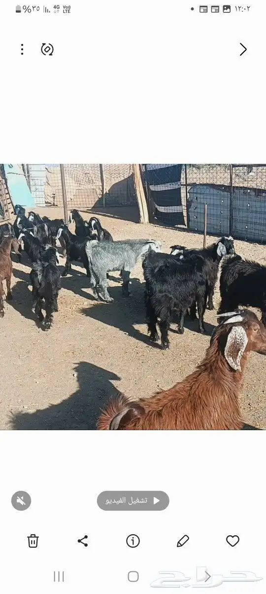 تيوس مندي سمان ونظيفه 0
