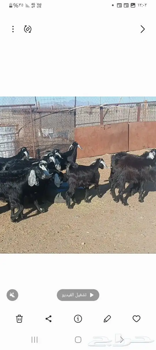 تيوس مندي سمان ونظيفه 1