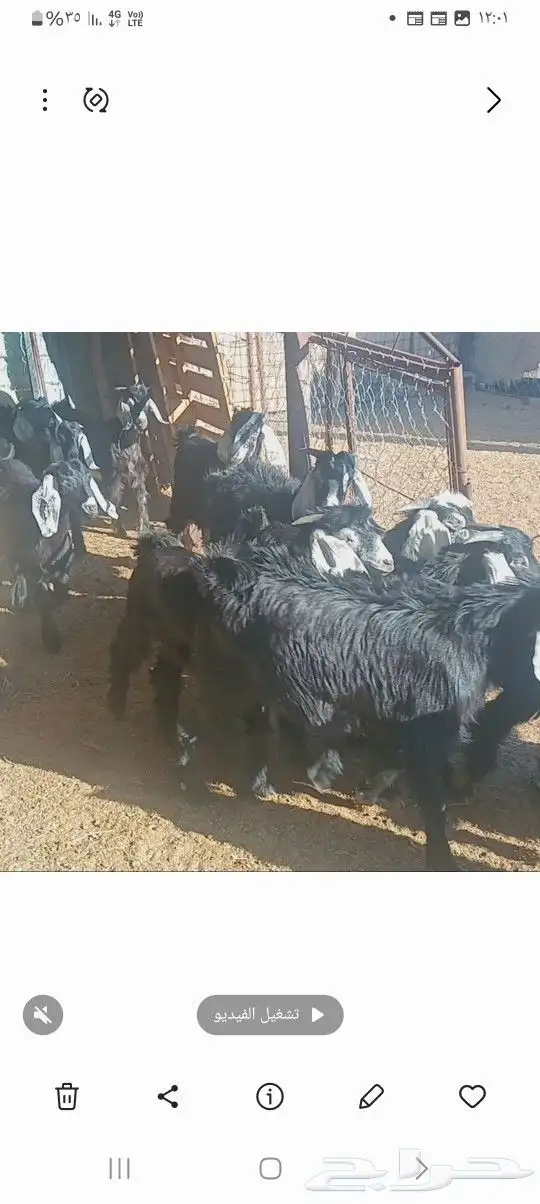 تيوس مندي سمان ونظيفه 2