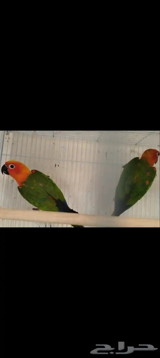 زوج كنيور جنداي دبل فاكتور 1