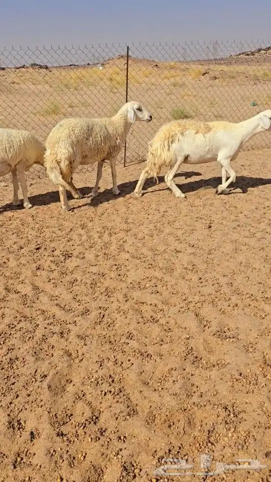 غنم حريات رخال دفيع 5