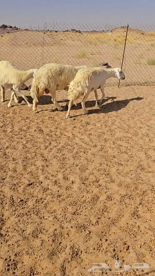 غنم حريات رخال دفيع 6