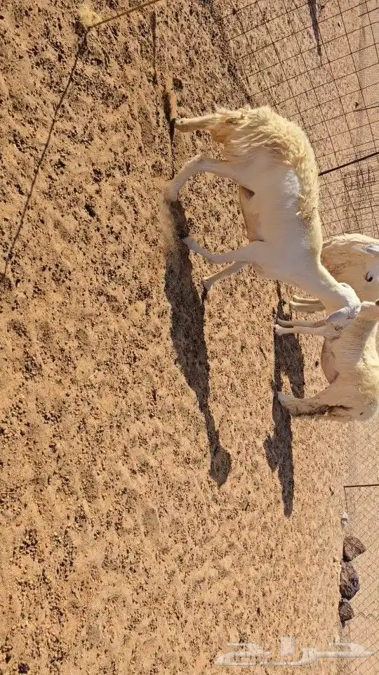 غنم حريات رخال دفيع 1