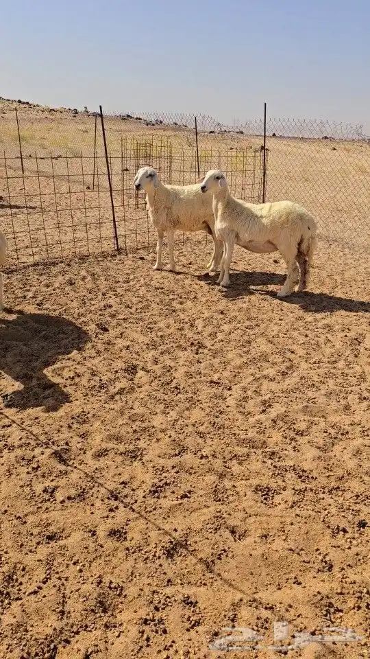 غنم حريات رخال دفيع 0