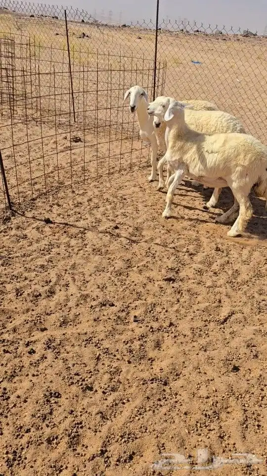 غنم حريات رخال دفيع 2