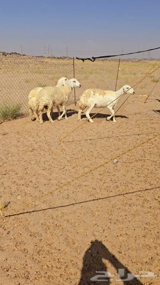 غنم حريات رخال دفيع 3