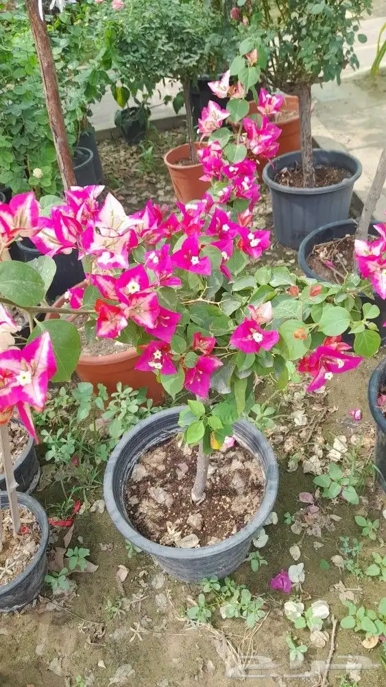 تنسيق وترتيب الحدائق وتركيب العشب الصناعي والطبيعي 3