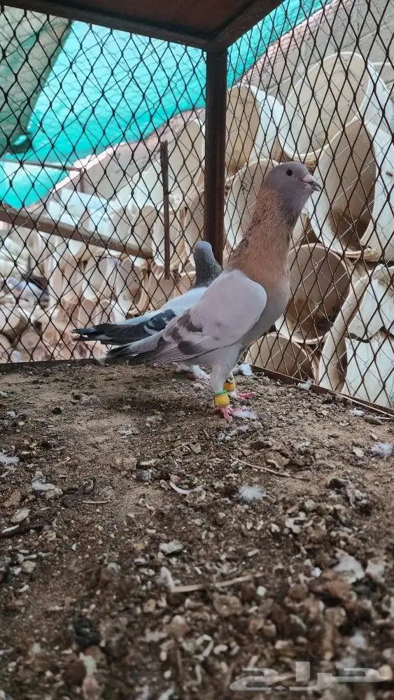 4 اجواز ريحاني واحد ضبع بلديات 6