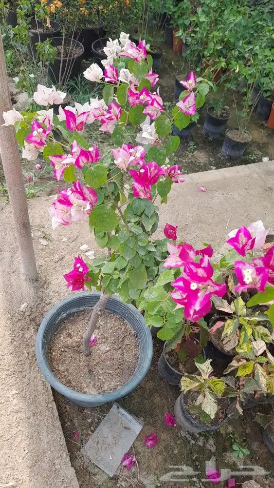تنسيق وترتيب الحدائق وتركيب العشب الصناعي والطبيعي 5