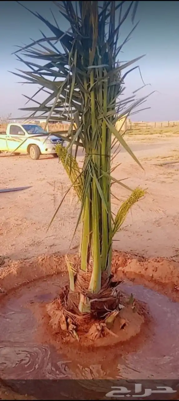 يوجد لدينا نخل طيب ومقاسات مناسبه ونويع فاخره 3