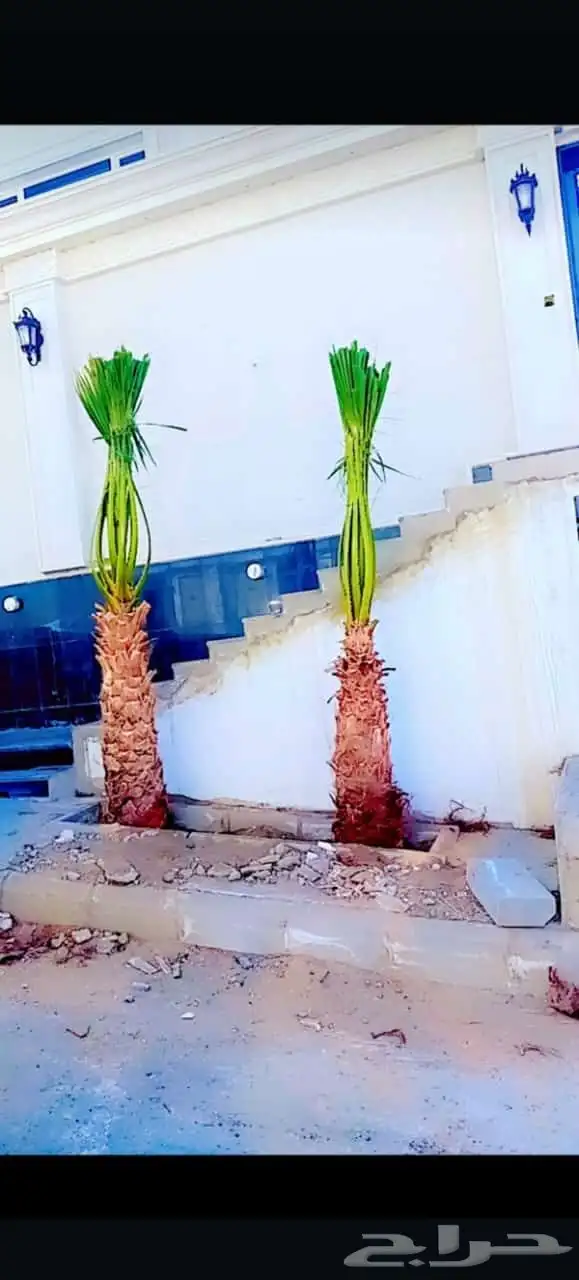يوجد لدينا نخل طيب ومقاسات مناسبه ونويع فاخره 7