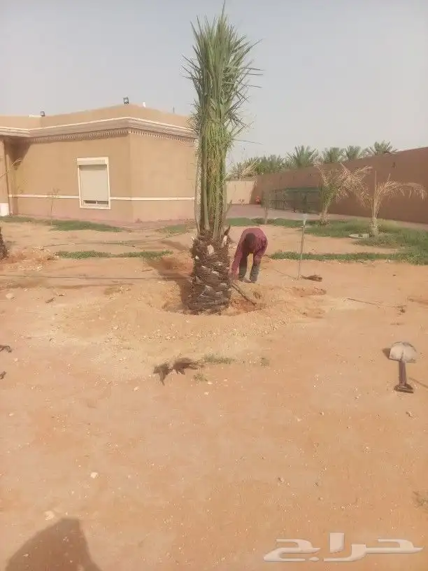 نخل من اصغر حجم لا اكبر حجم لا 7متر 2