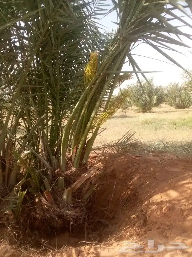 نخل من اصغر حجم لا اكبر حجم لا 7متر 6