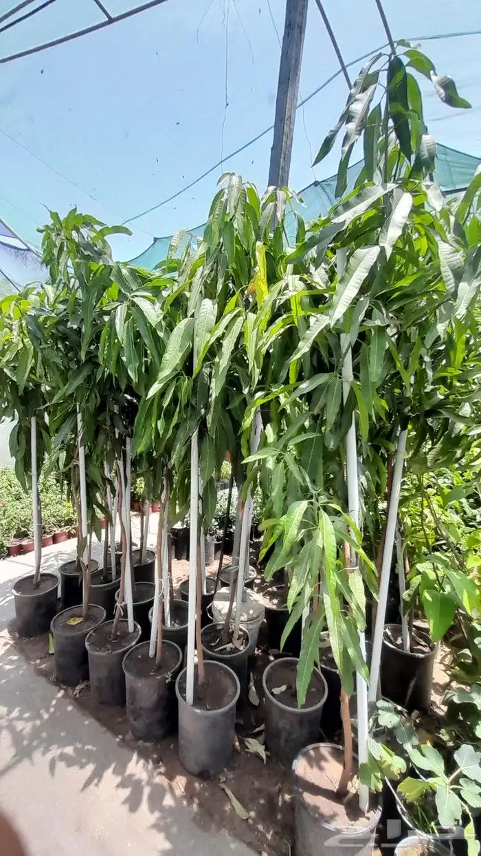 تنسيق وترتيب الحدائق وتركيب العشب الصناعي والطبيعي 6