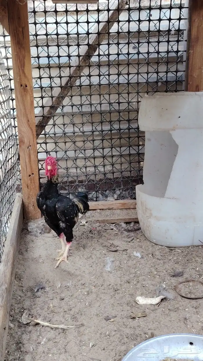 للبيع ذيك فايتر 1
