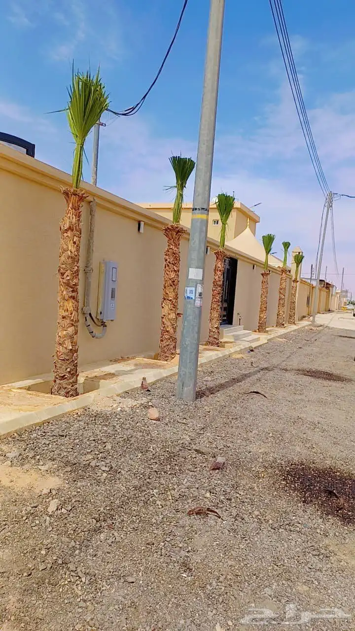 يوجد لدينا نخل طيب ومقاسات مناسبه ونويع فاخره 8