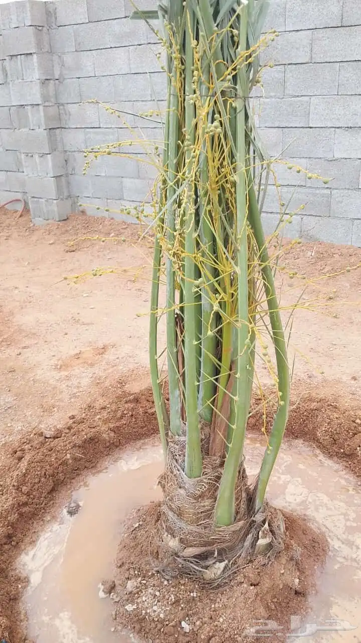 يوجد لدينا نخل طيب ومقاسات مناسبه ونويع فاخره 0