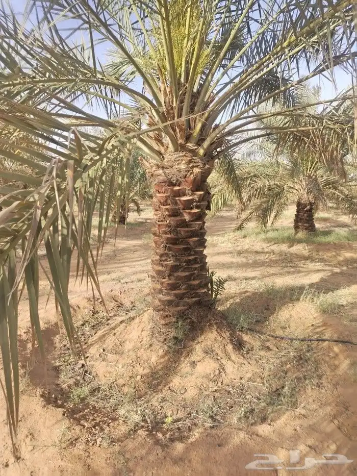 زراعة النخيل واشجار الزينة 2