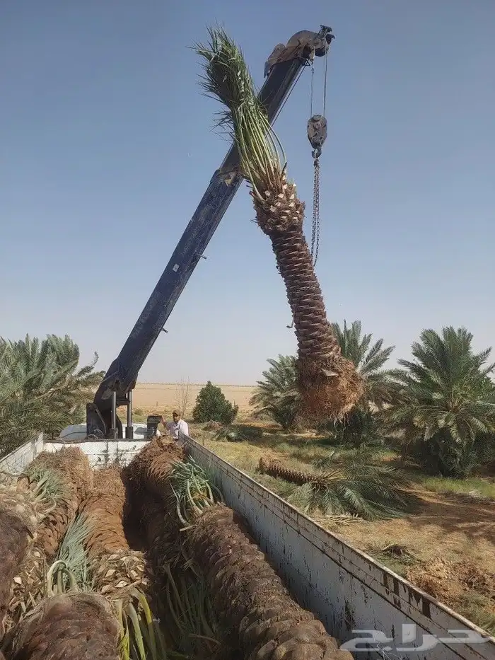 مقاول جميع أعمال النخيل 0