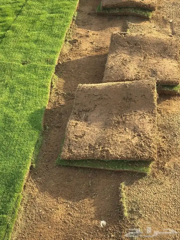 ثيل نجيل  يباني درج  اولي صافي 1