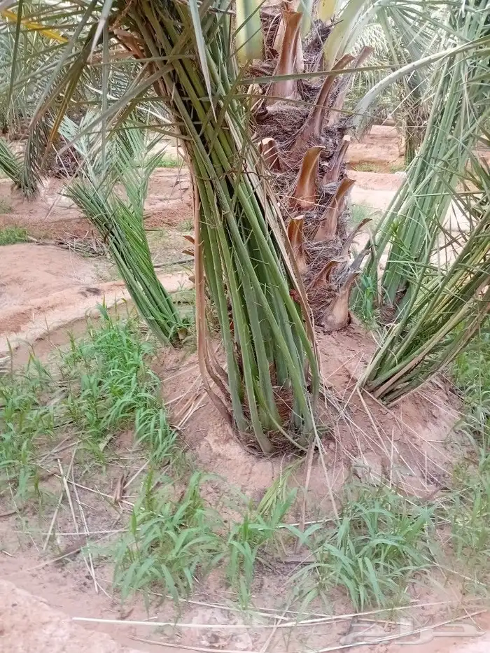 نخيل للبيع سكري إخلاص برحي 7