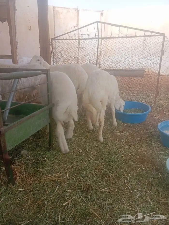 طليان حريات تضحي 2