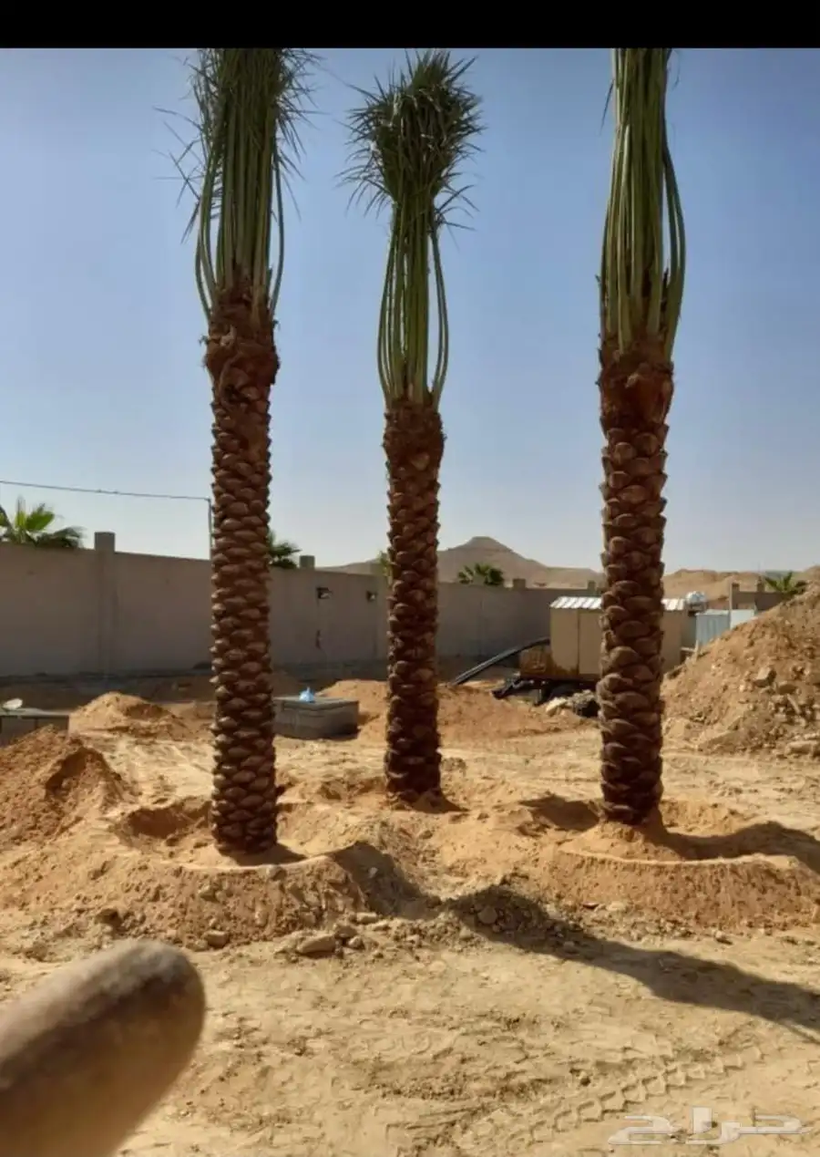 يوجد لدينا نخل طيب ومقاسات مناسبه ونويع فاخره 2