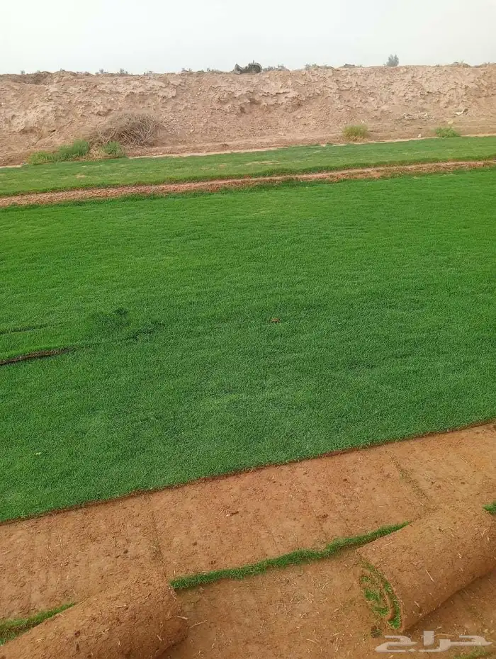 تيل سي 2000 صافي وطبيعي جراده قولي مزرعه الخرج 0