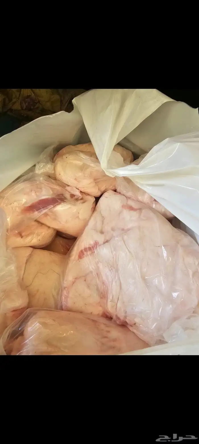 شحم حري( لية حري) او شحم بطن (ستار البطن) وكبدة طازة 3