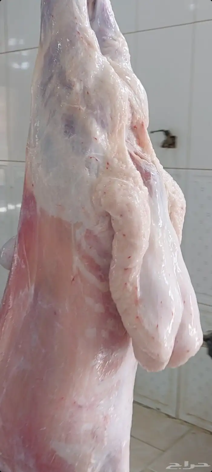 شحم حري( لية حري) او شحم بطن (ستار البطن) وكبدة طازة 2