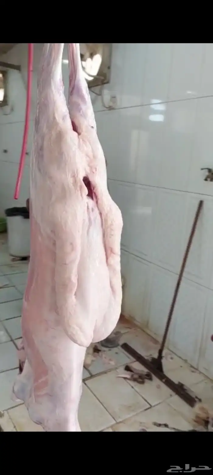 شحم حري( لية حري) او شحم بطن (ستار البطن) وكبدة طازة 4