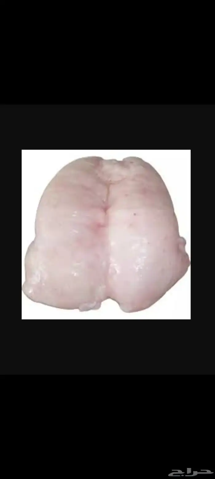 شحم حري( لية حري) او شحم بطن (ستار البطن) وكبدة طازة 1