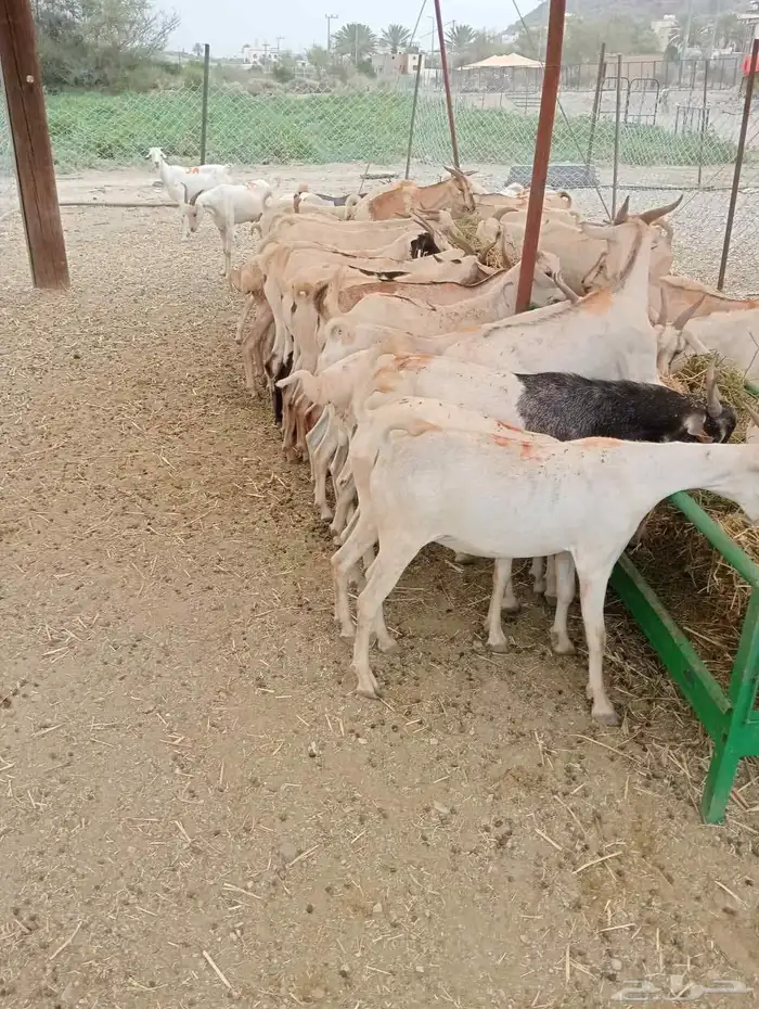 تيوس للبيع في الباحة   موقع ممتاز وسعر مناسب 6