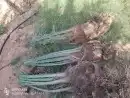 فسايل نخل 3