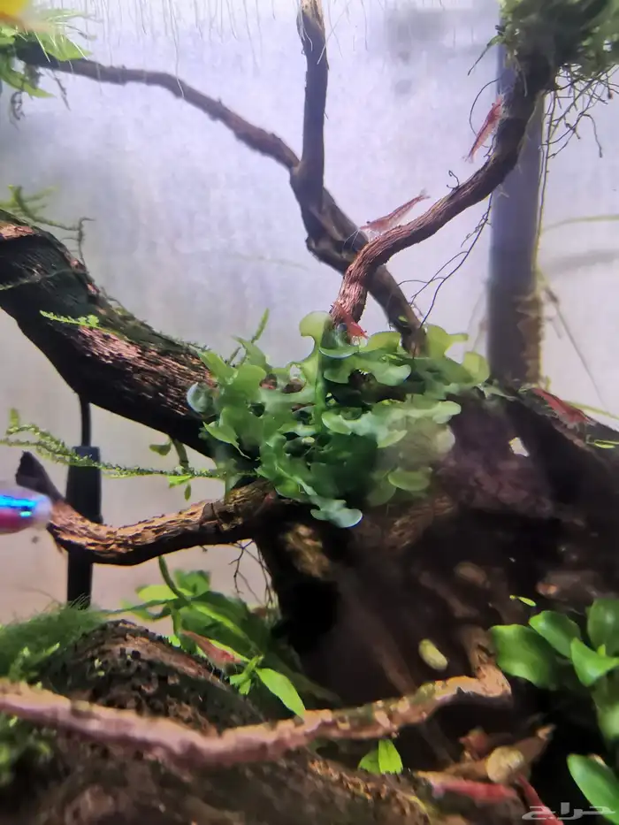 نبات نهري S sswassertang 3