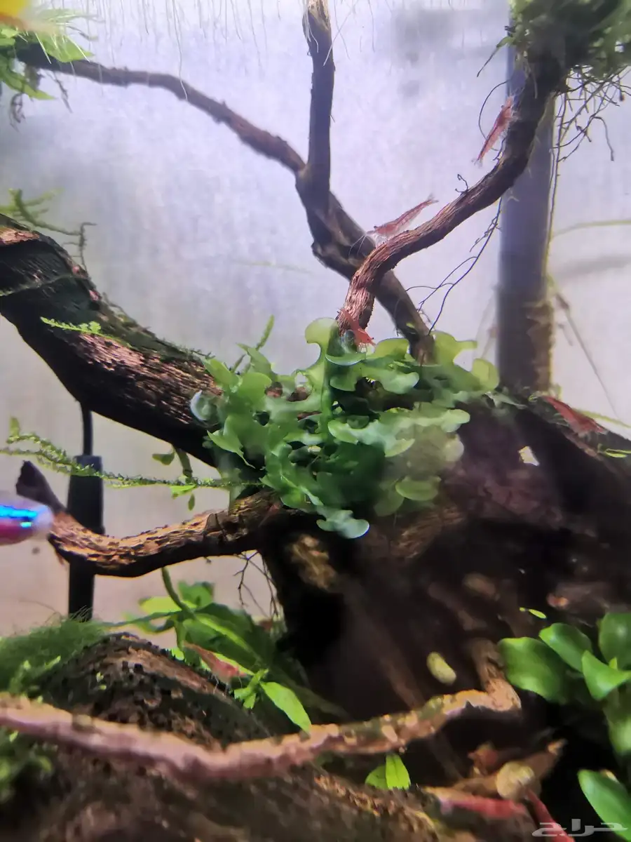 نبات نهري S sswassertang 3
