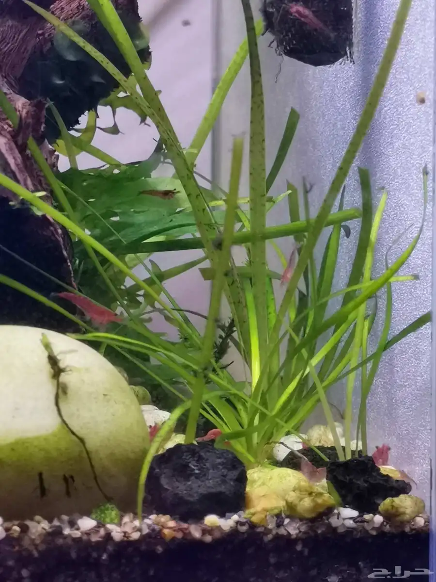 نبات نهري Vallisneria spiralis 1