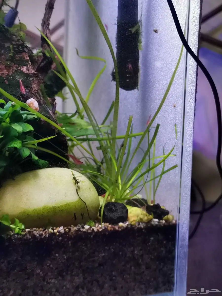 نبات نهري Vallisneria spiralis 0