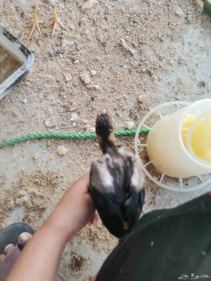لأهل الخبره هذي ذكر ولا أنثى الصوره الثالثه غير عن الأولى 3