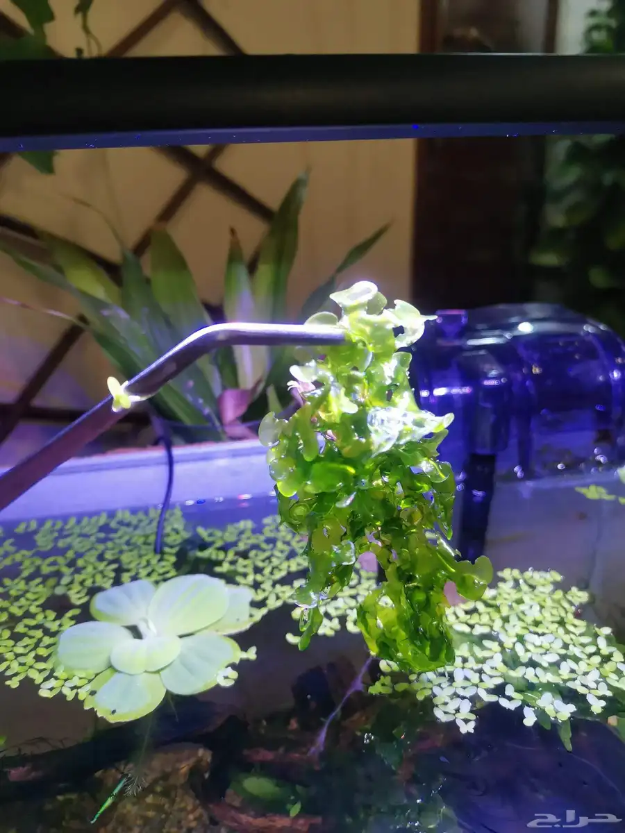 نبات نهري S sswassertang 0
