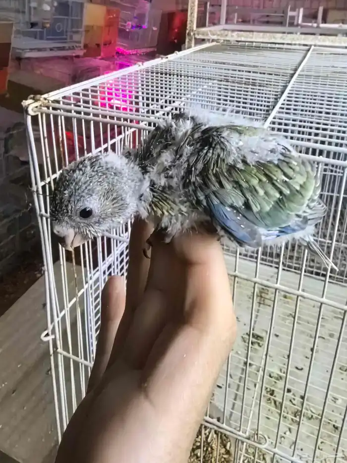 فرخ براكيت ب 200 ريال تم البيع 1