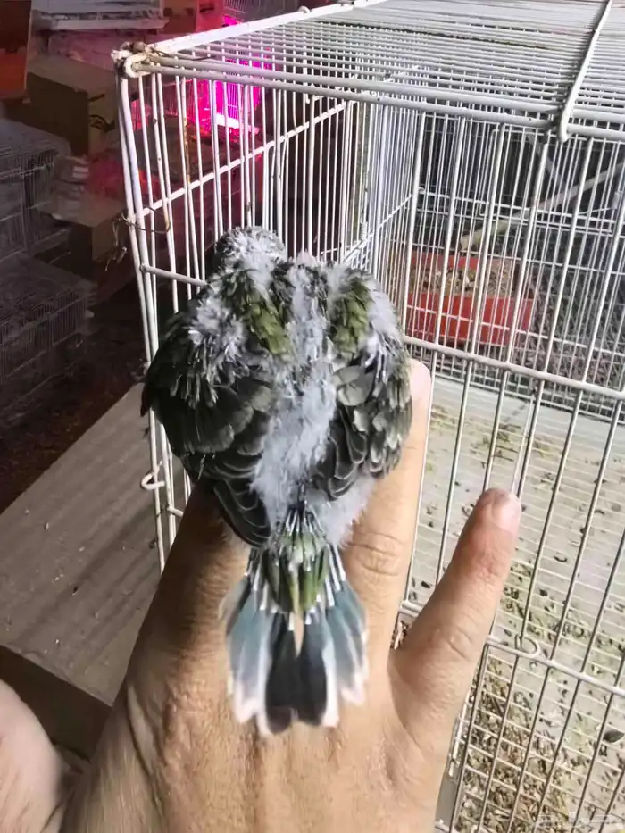 فرخ براكيت ب 200 ريال تم البيع 2