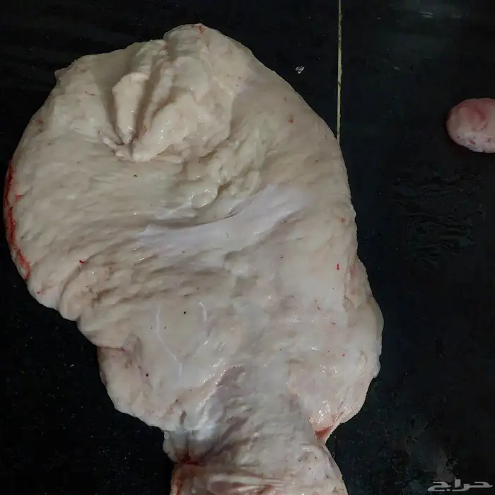 شحم حري( لية حري) او شحم بطن (ستار البطن) وكبدة طازة 0