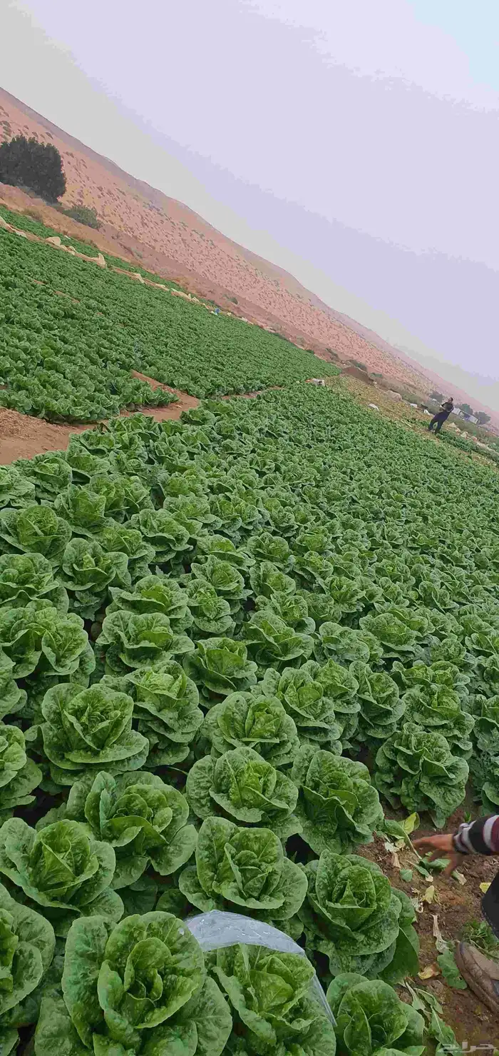 مورد خس من المزارع إلى محلات الخضار والعربات جملة الجمله 0
